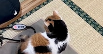 お父さんに甘えたくて待機する『三毛猫』→お風呂から出てくると…尊い光景に癒される人続出「万病に効きそう」「相思相愛だね」と11万再生