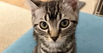 ルールを教えると『素直に聞いていた子猫』が、３週間後…まさかの変貌ぶりに７万いいね「反抗期ｗ」「可愛すぎてワロタｗ」と爆笑の声続出
