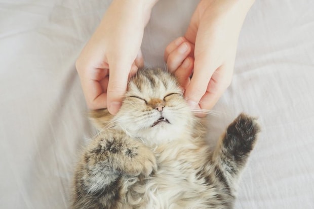 顔をマッサージされる子猫