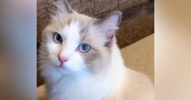 甘えたくてしょうがない猫→飼い主さんのことを見つめて…反則級に可愛い『アピール』が134万再生「見惚れてしまった」「すんごい綺麗な子」
