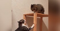 2匹の猫が『ケンカ』をしていると…近くにやってきた『黒猫』がとった『驚きの行動』に「猫生何週目？」「やさしいねぇ」と59万表示