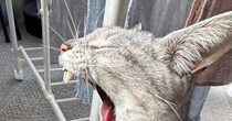 『豪快なあくびをする猫』を撮影した結果…別の生き物に見える『驚きの瞬間』に２万いいね「まんまと騙されたｗ」「いい感じに犬歯がｗ」