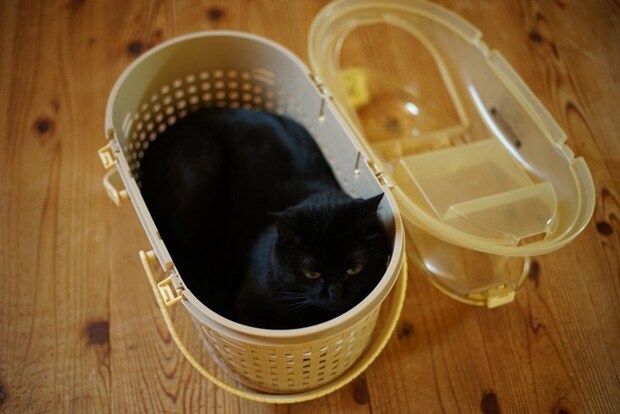 キャリーでくつろぐ黒猫