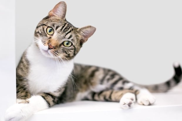 首をかしげる猫