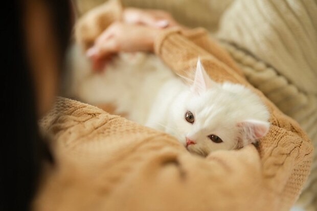 飼い主の上で安心する猫