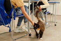 学校で働き、みんなに愛される猫が「誘拐」された！　地域が一丸となって捜索→無事に子どもたちの元へ戻る　米国
