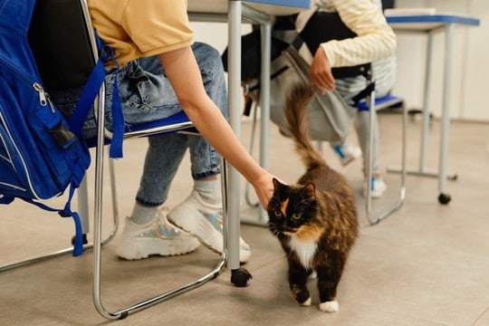 学校で働き、みんなに愛される猫が「誘拐」された！　地域が一丸となって捜索→無事に子どもたちの元へ戻る　米国
