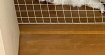 娘から『なんか気まずい』とLINE→見てみると、部屋の前で『出禁の猫』が…まさかの瞬間に爆笑の声「悩んじゃうねｗ」「圧が感じられるｗ」
