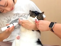 苦手な『足の毛のカット』を終えた猫→遠くでパパ猫が用を足す音がして…想定外な『まさかのオチ』に爆笑「ゲラゲラ笑った」「心持ってかれた」