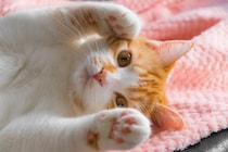 猫が『顔の近くで寝たがる』心理3つ　愛猫からの安心と信頼のサイン？