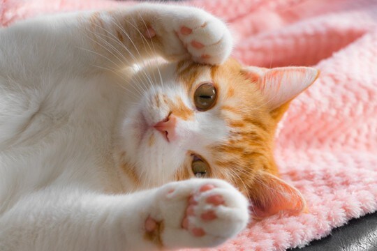 猫が『顔の近くで寝たがる』心理3つ　愛猫からの安心と信頼のサイン？
