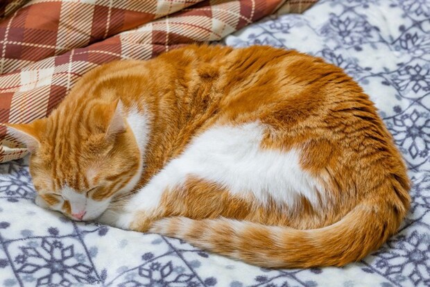 丸くなって眠る猫