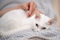 猫の『元気がない』ときに考えられる原因4つ　病院に連れて行くべき？判断の目安や対処法を解説
