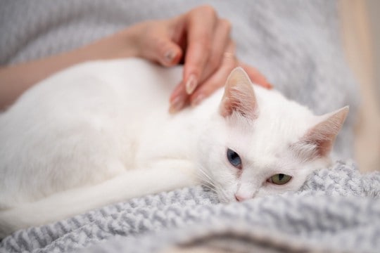 猫の『元気がない』ときに考えられる原因4つ　病院に連れて行くべき？判断の目安や対処法を解説