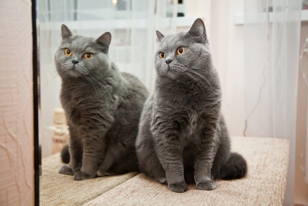 鏡の前に座る猫