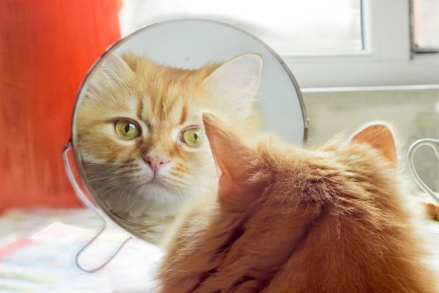 鏡を覗く猫