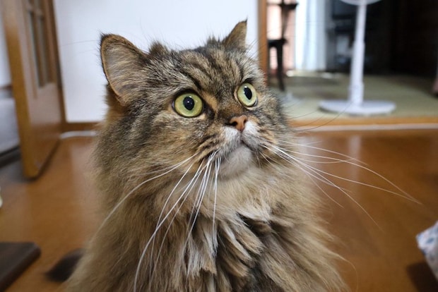 驚く猫