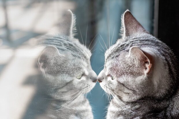 挨拶する猫
