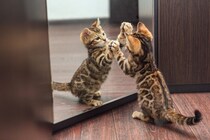 猫が『鏡に映った自分』を見たときの心理5つ　どんな存在だと思っているの？