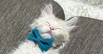 ソファの溝にすっぽりとハマりながら『爆睡する子猫』→たまらなく可愛い『寝相』に「たまらーーーん」「癒しでしかない」と笑顔になる人続出