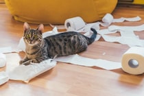 猫が『ティッシュ』に興味を示す理由3つ　イタズラの危険性から対処法まで解説