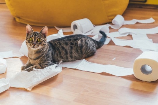 猫が『ティッシュ』に興味を示す理由3つ　イタズラの危険性から対処法まで解説