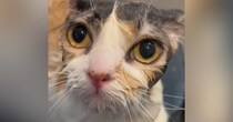 お風呂に入ってシュッとした三毛猫→乾かすと…まるで別猫のような『変化』に驚きの声「誰ってくらい違うｗ」「変身するの可愛い」