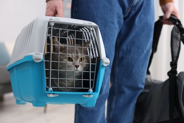 猫の入ったキャリーとバッグを持つ人
