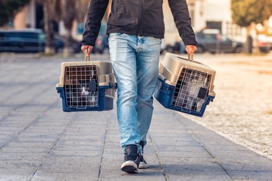 猫を連れて避難する『同行避難と同伴避難』の違いとは？災害に備えて知っておくべきこと3つ