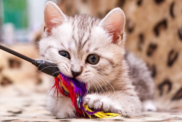 羽根のおもちゃを噛む猫
