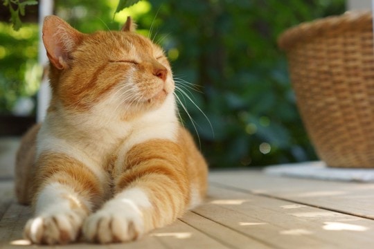 猫に関する『不思議な都市伝説』6つ　ウソ？本当？気になる真相をご紹介