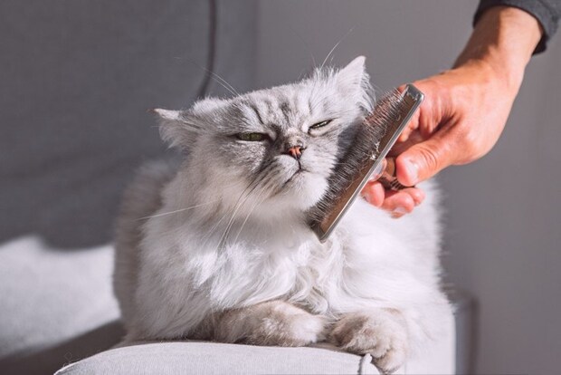 ブラッシングされる猫