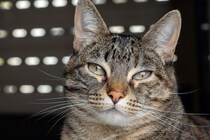 『成猫』を家族に迎えるメリット4つ　手がかからないって本当？飼育のコツもご紹介