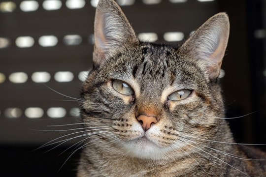 『成猫』を家族に迎えるメリット4つ　手がかからないって本当？飼育のコツもご紹介