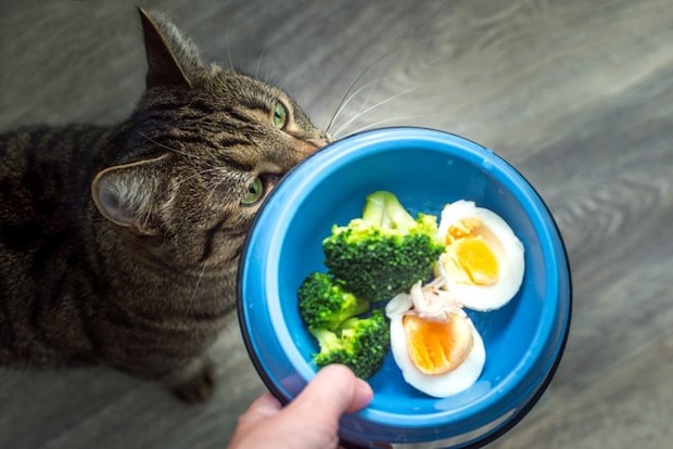 猫とブロッコリー