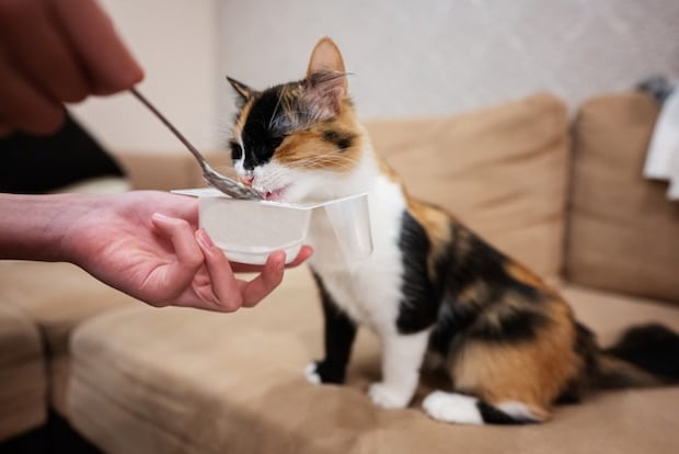 猫とヨーグルト