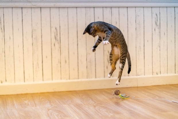 ジャンプする猫2