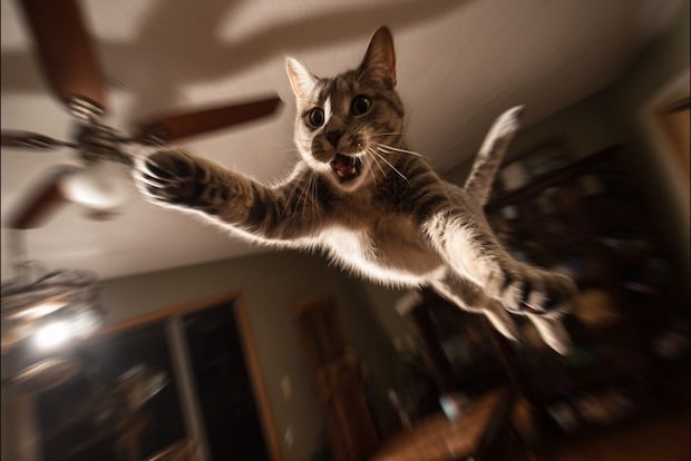 ジャンプする猫1