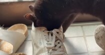『パパの靴の匂い』が大好きすぎる黒猫→玄関で……『まさかの光景』に爆笑する人が続出「フンフン…たまんねぇ」「同居猫の様子に笑った」