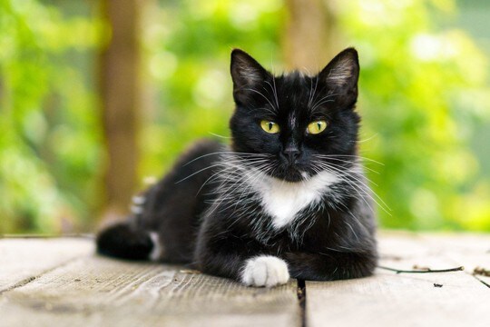 英国の外務省で活躍し「官邸猫Larry」のよきライバルだった白黒猫が、惜しまれつつ虹の橋を渡る　バミューダ諸島
