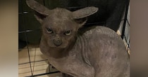 鋭い目つきをしていた『ボロボロの保護猫』→愛情を注ぐと…同じ猫とは思えない『驚愕のビフォーアフター』に３万いいね「声出た」「全然違う」
