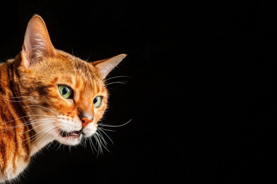 猫が思わず『変顔』になってしまうもの4選 クサいと感じているの?フレーメン反応を起こす理由も解説