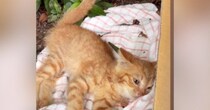 公園で『動けなくなっていた猫』→保護されて『優しい先住犬』と出会った結果…523万再生された光景に「めっちゃ涙出た」「優しさに泣ける」
