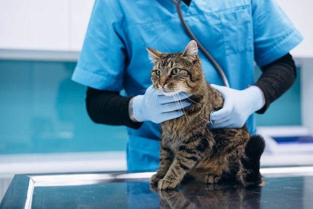 体重測定している猫
