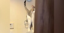 大好きなお兄ちゃんに『かまってほしい猫』→朝の支度中にやって来て…笑ってしまう光景が248万再生「動けないｗ」「猫背になっちゃう～」