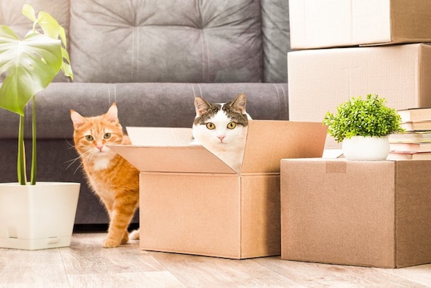 猫の引越し