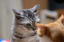 猫同士が『急に不仲になった』ときに考えられる理由4つ　関係修復のコツや正しい対処法