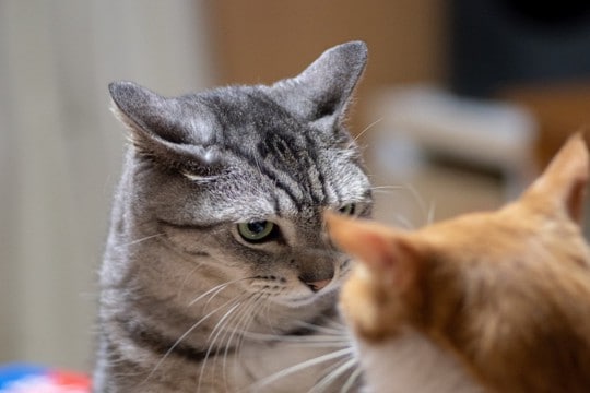 猫同士が『急に不仲になった』ときに考えられる理由4つ　関係修復のコツや正しい対処法
