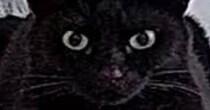 出先から『ペットカメラ』を確認してみたら…映っていた黒猫の『まさかすぎる形』に１万いいね「だいぶ箱ｗ」「険しい顔がいいねｗ」と爆笑