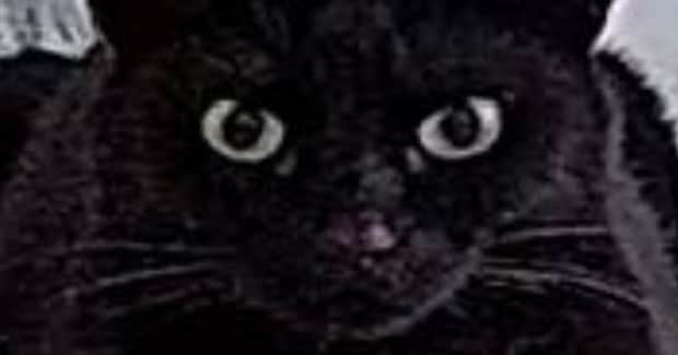出先から『ペットカメラ』を確認してみたら…映っていた黒猫の『まさかすぎる形』に１万いいね「だいぶ箱ｗ」「険しい顔がいいねｗ」と爆笑
